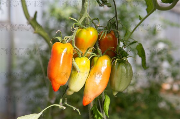 Tomates anciennes