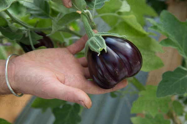 Aubergine ronde