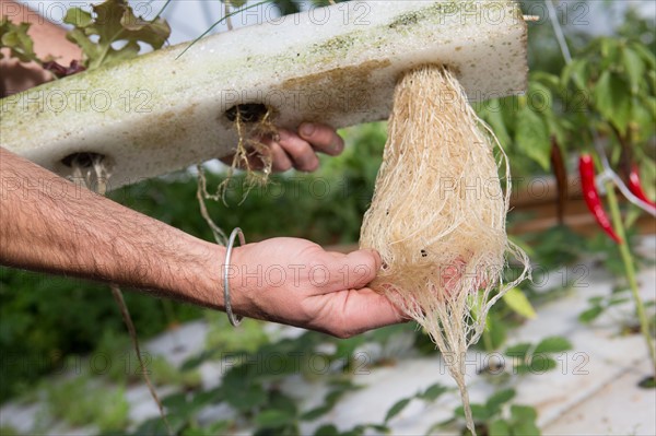 Jardin potager sous serre