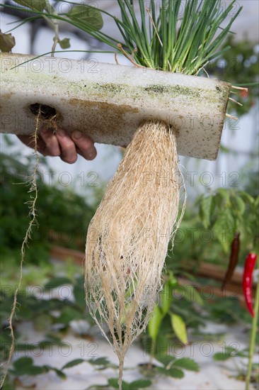 Jardin potager sous serre