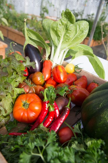 Légumes du potager