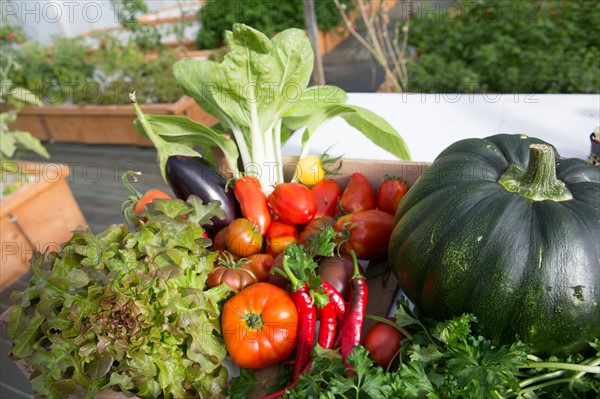 Légumes du potager