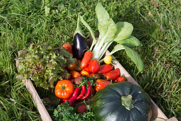 Légumes du potager