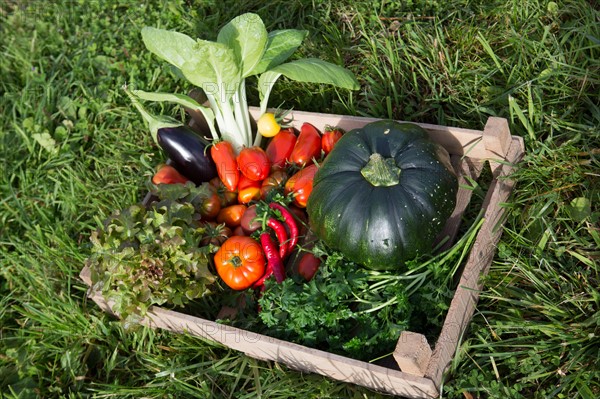 Légumes du potager