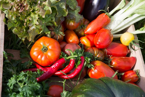 Légumes du potager