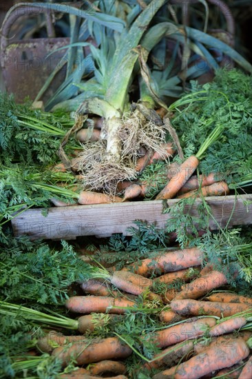 Terroir de caux