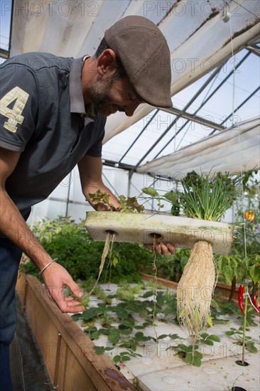 Jardin potager sous serre