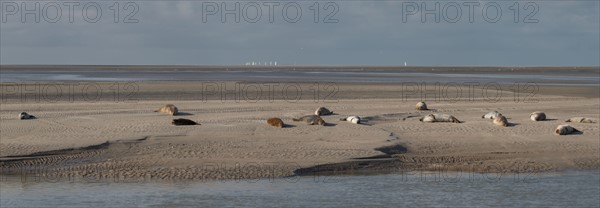 Baie d'Authie (Pas-de-Calais, France)