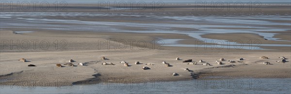 Baie d'Authie (Pas-de-Calais, France)