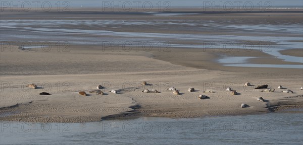 Baie d'Authie (Pas-de-Calais, France)