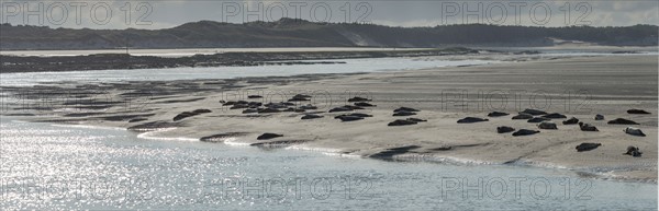 Baie d'Authie (Pas-de-Calais, France)