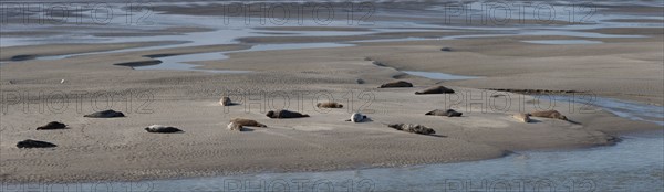 Baie d'Authie (Pas-de-Calais, France)