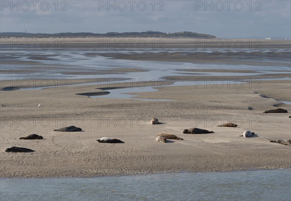 Baie d'Authie (Pas-de-Calais, France)