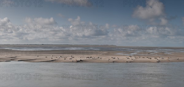 Baie d'Authie (Pas-de-Calais, France)