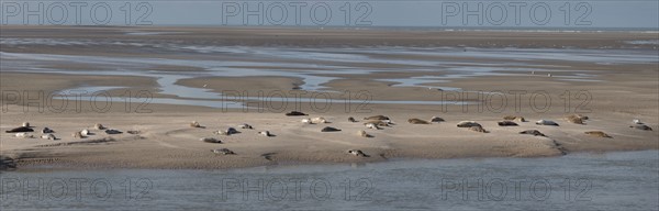 Baie d'Authie (Pas-de-Calais, France)