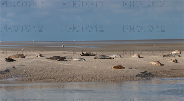 Baie d'Authie (Pas-de-Calais, France)