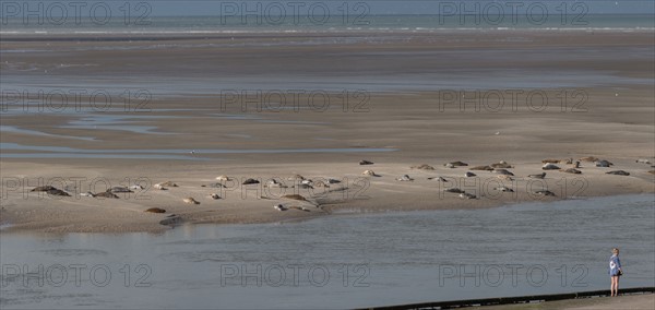 Baie d'Authie (Pas-de-Calais, France)