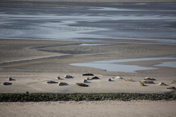 Baie d'Authie (Pas-de-Calais, France)