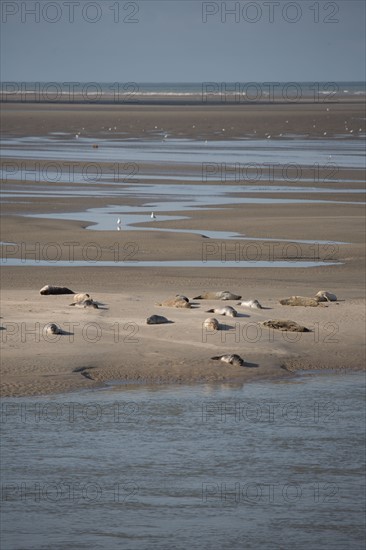 Baie d'Authie (Pas-de-Calais, France)