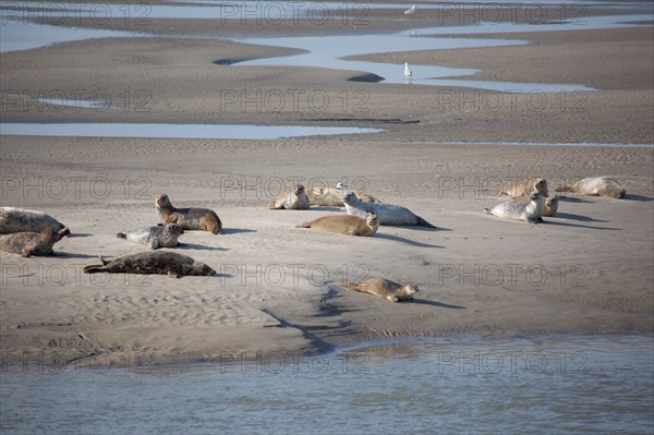 Baie d'Authie (Pas-de-Calais, France)