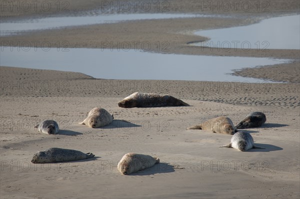 Baie d'Authie (Pas-de-Calais, France)