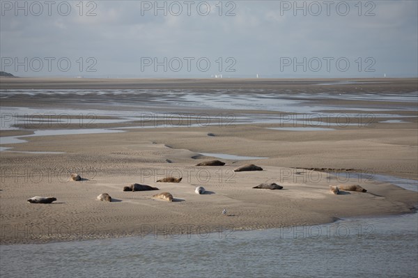 Baie d'Authie (Pas-de-Calais, France)