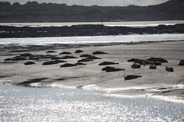 Baie d'Authie (Pas-de-Calais, France)