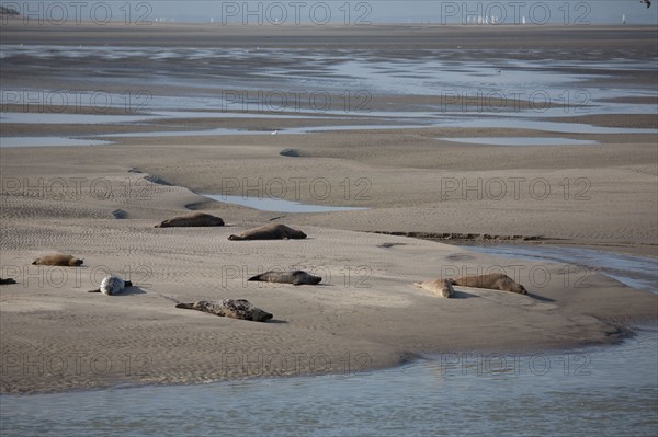 Baie d'Authie (Pas-de-Calais, France)