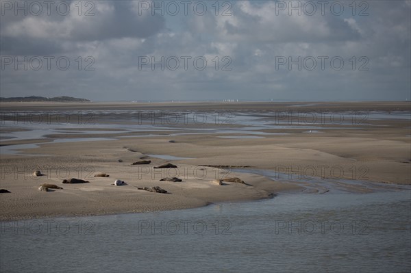 Baie d'Authie (Pas-de-Calais, France)