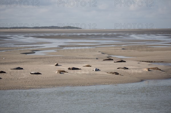 Baie d'Authie (Pas-de-Calais, France)