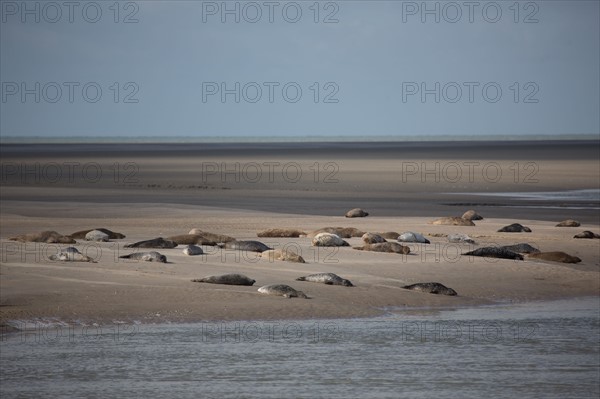 Baie d'Authie (Pas-de-Calais, France)