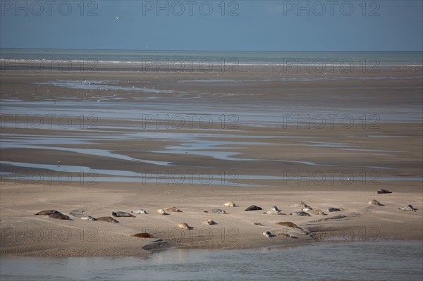 Baie d'Authie (Pas-de-Calais, France)