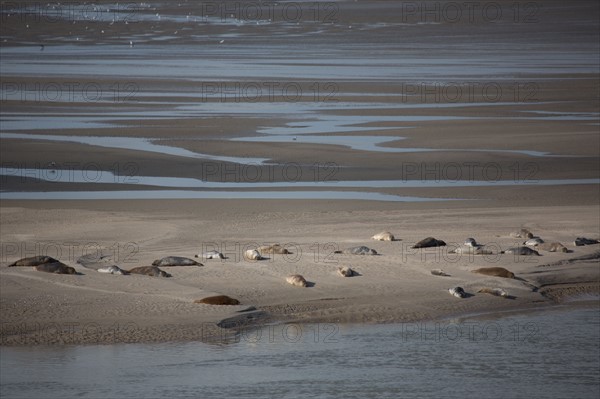 Baie d'Authie (Pas-de-Calais, France)