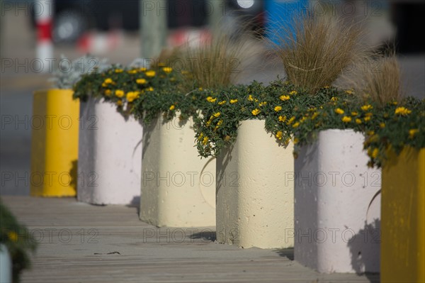 Berck-sur-Mer (Pas-de-Calais, France), bac à fleurs