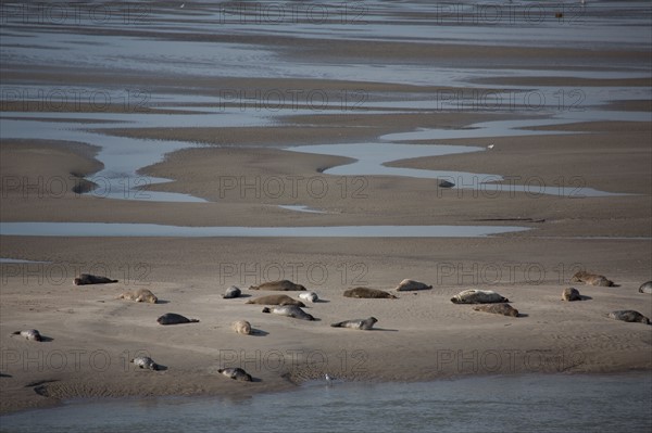 Baie d'Authie (Pas-de-Calais, France)