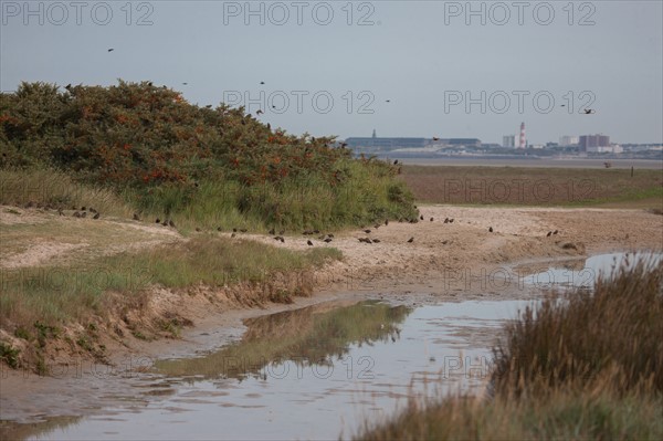 Baie d'Authie (Pas-de-Calais, France)