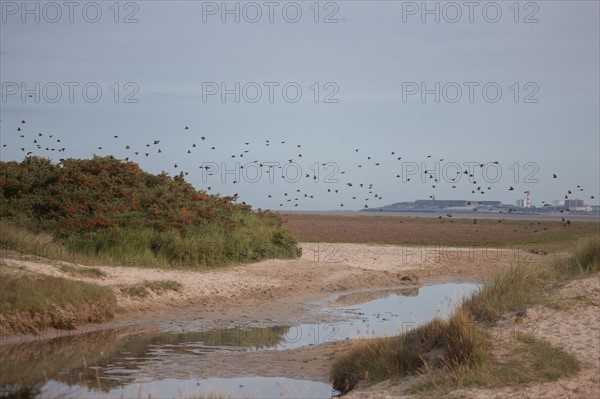 Baie d'Authie (Pas-de-Calais, France)