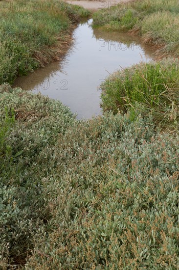 Baie d'Authie (Pas-de-Calais, France)