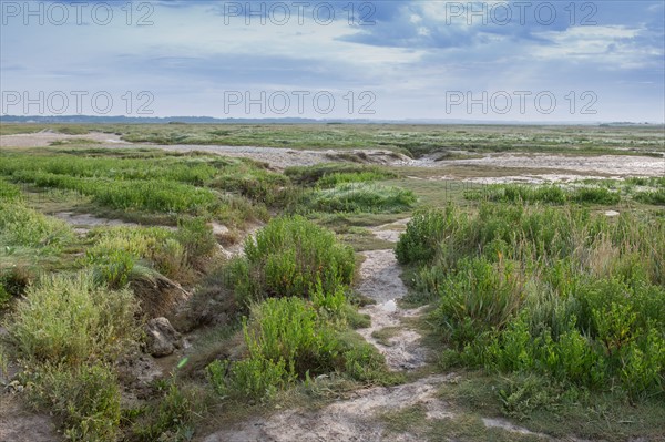 Baie d'Authie (Pas-de-Calais, France)