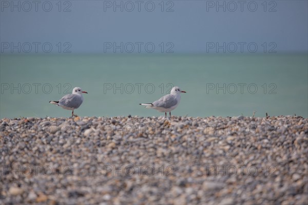 Plage de Cayeux-Sur-Mer (Baie de Somme, France)