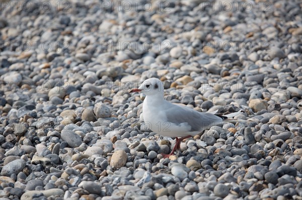 Beach in Cayeux-sur-Mer