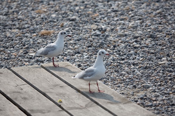 Beach in Cayeux-sur-Mer