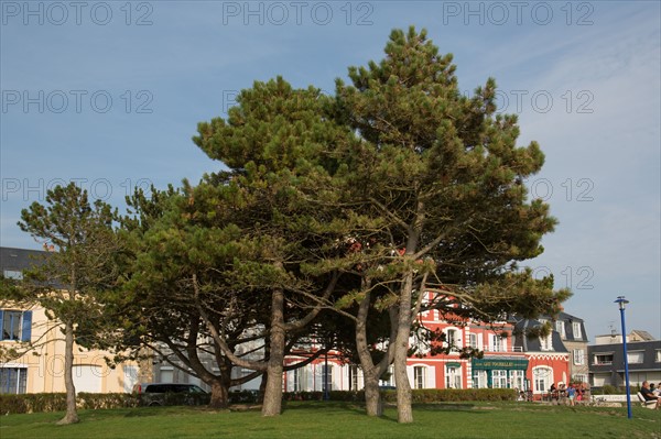 Le Crotoy (Baie de Somme, France)