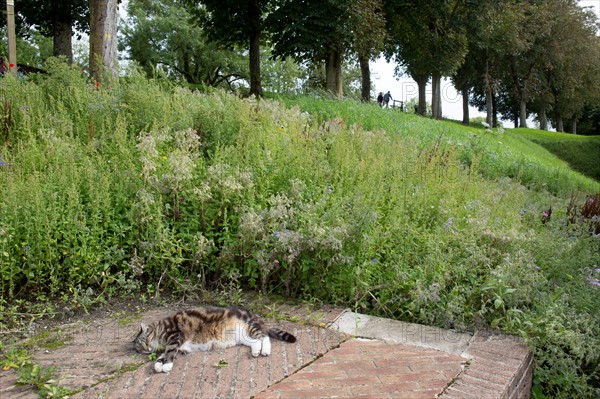 Montreuil-sur-Mer (Pas-de-Calais, France)