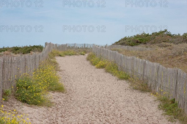 Conservation area of Belle Dune in Quend