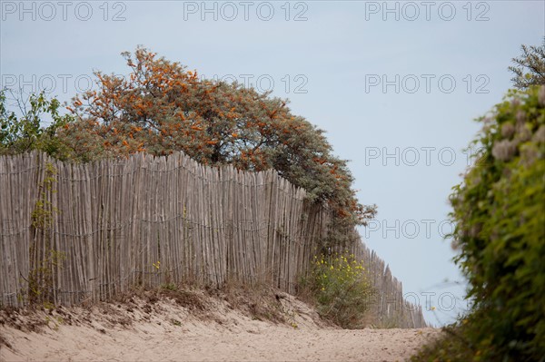 Quend (Baie de Somme, France), site de Belle Dune