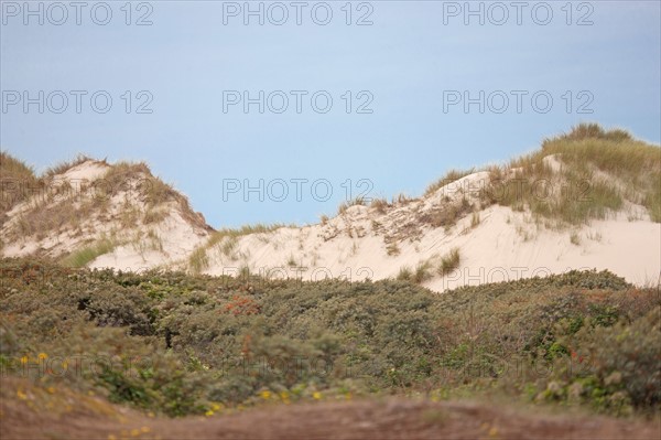 Conservation area of Belle Dune in Quend