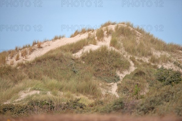 Quend (Baie de Somme, France), site de Belle Dune