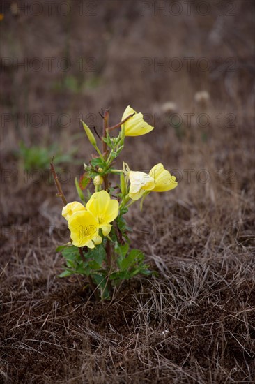 Conservation area of Belle Dune in Quend