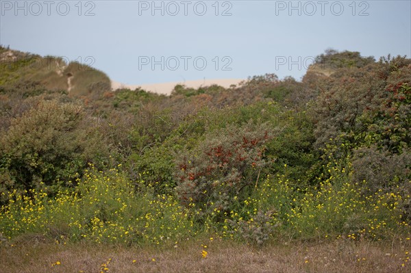 Quend (Baie de Somme, France), site de Belle Dune